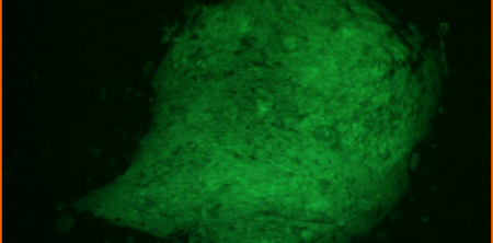 Reconstitution of Vascular Injury by Progenitor Cells Derived from Baboon Embryonic Stem Cells