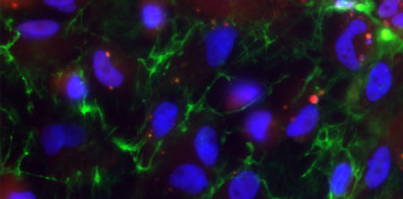 Translating Vascular Engineering to Preclinical Animal Testing – Using Human Embryonic Stem Cells